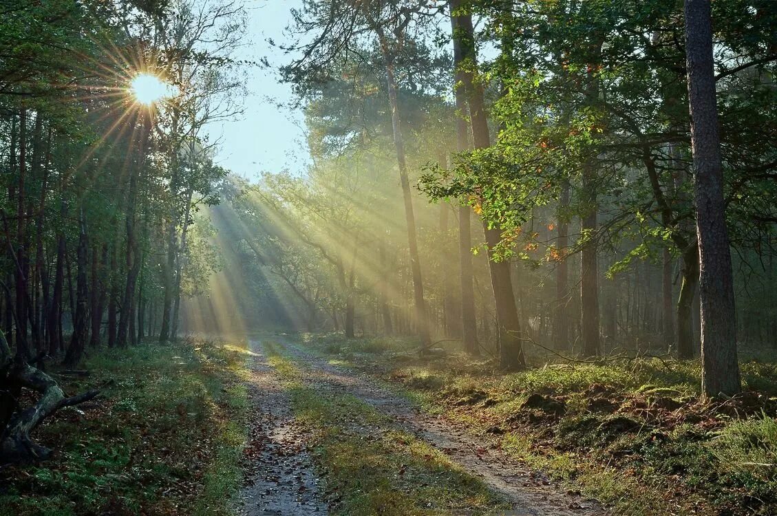 Весеннее солнце осветило землю. "Солнце в лесу". Лучи солнца в лесу. Лесная дорога. Солнечный лес.