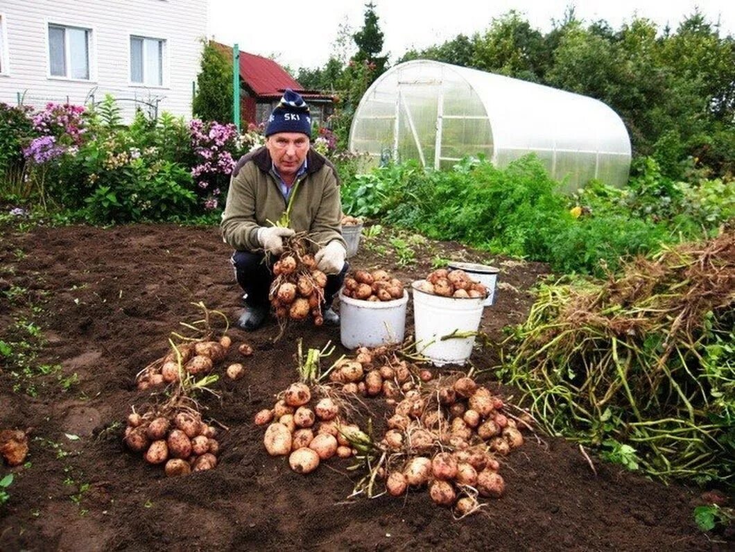 Вырастет ли картошка. Урожай картофеля на даче. Картошка на даче гряды. Дача огород картошка. Грядки для картошки на даче.