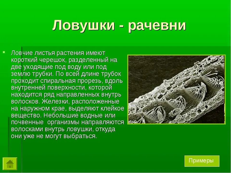 Ловчие листья имеются у
