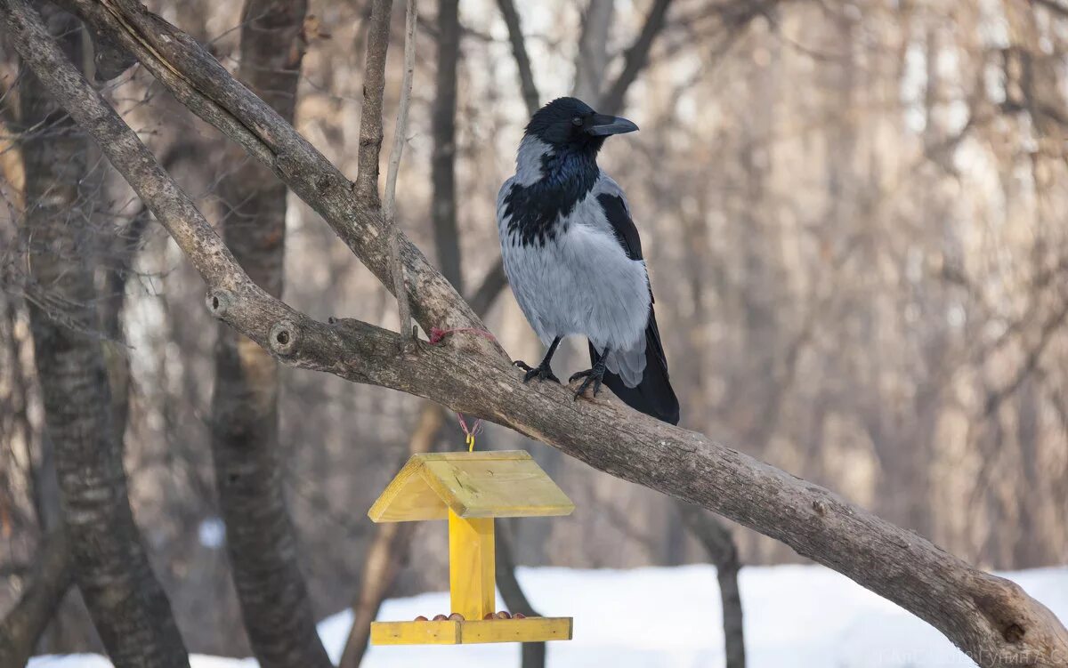Ворона серая обыкновенная. Серая ворона. Серая ворона в лесу. Домашняя серая ворона. Серая ворона в лесу.