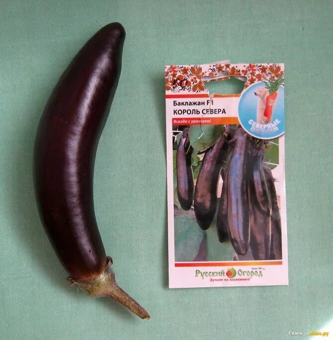 "русский огород" король севера f1, 2 г. Баклажан северный король. Баклажан король севера русский огород. Баклажан король севера отзывы. Семена баклажан король севера.
