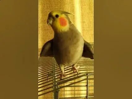 Самка кореллы зовет самца