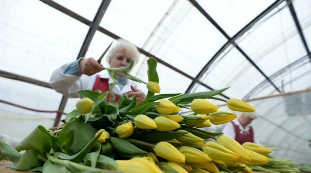 Изготовитель цветов. Тюльпаны с праздником. Тюльпаны в марте. Тюльпаны 1.