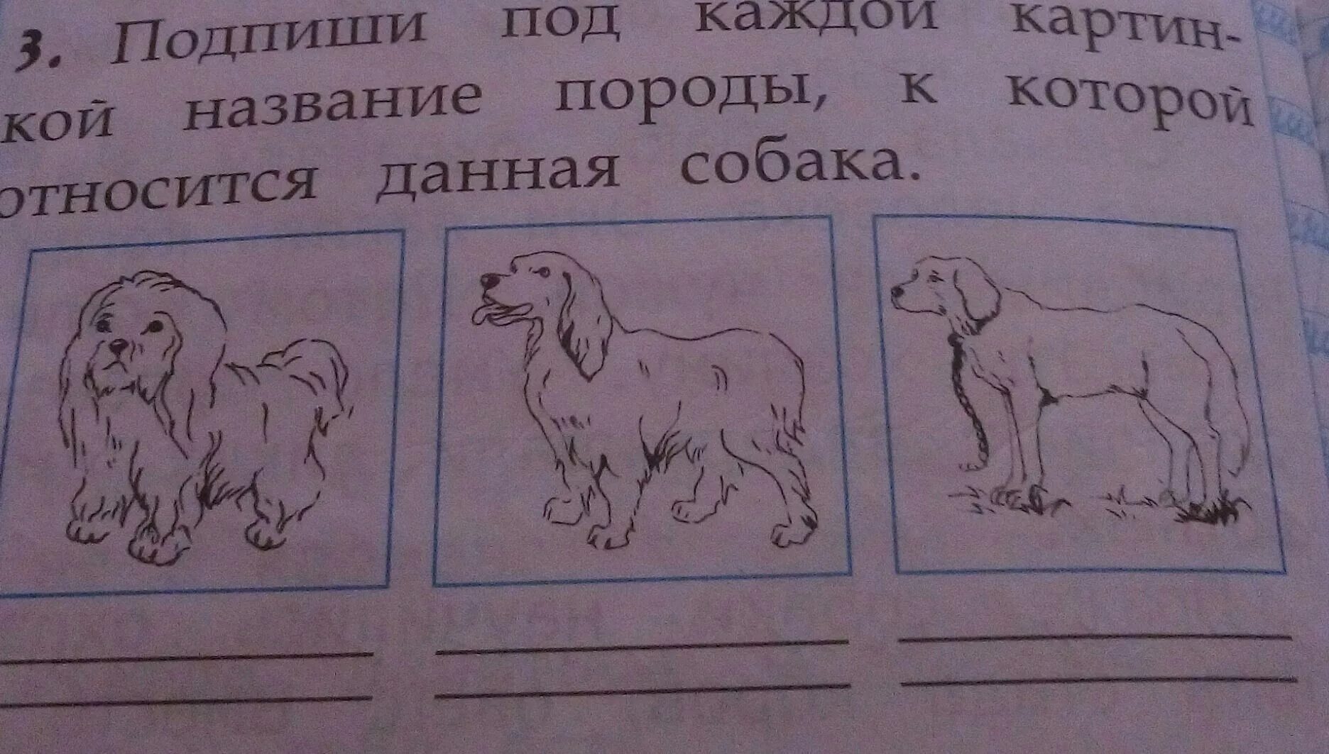 Подпиши изображения. Названия пород собак под каждым. назови название породы собак под каждой картинкой. подпиши под каждой картинкой название изображенного животного. собаки с подписью названий.