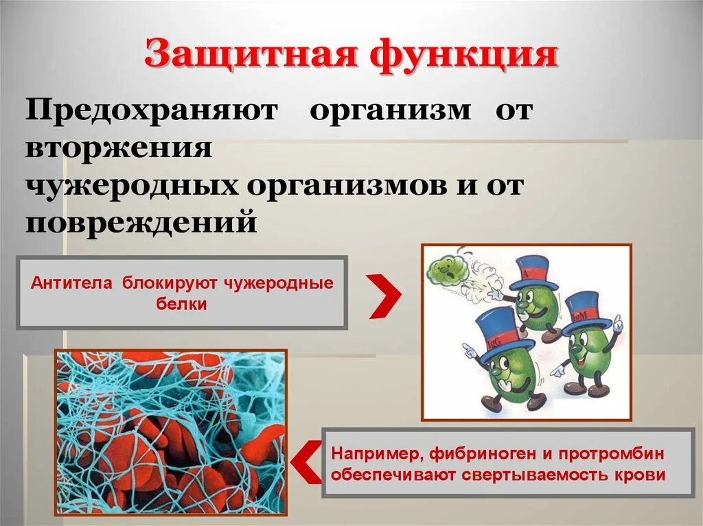 Защитная роль антител. Чужеродный белок в организме. Защитная функция антител. Роль антител в организме.