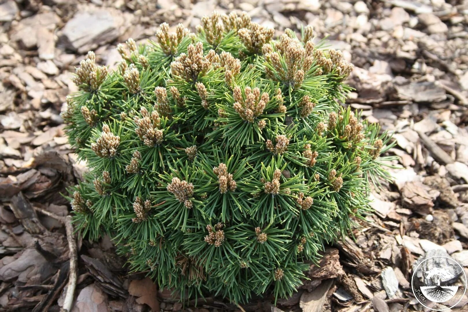 Сосна горная муго. Pinus mugo. Сосна горная pumilio пумилио. Сосна горная мугус. Сосна горная mughus.