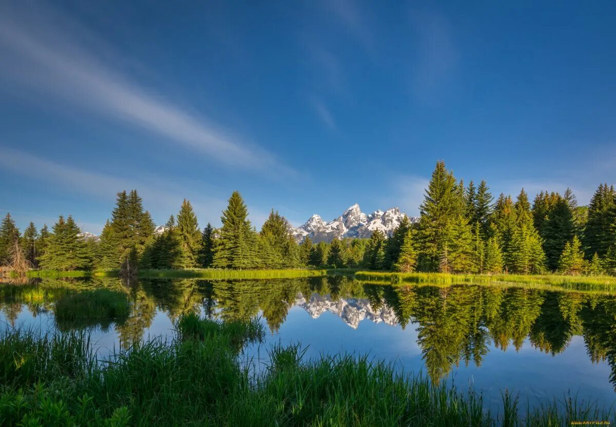Лесное озеро (forest lake). Беловежская пуща река лесная. Лесные реки и озера. Лесное (озеро, северная америка). Красивая природа.