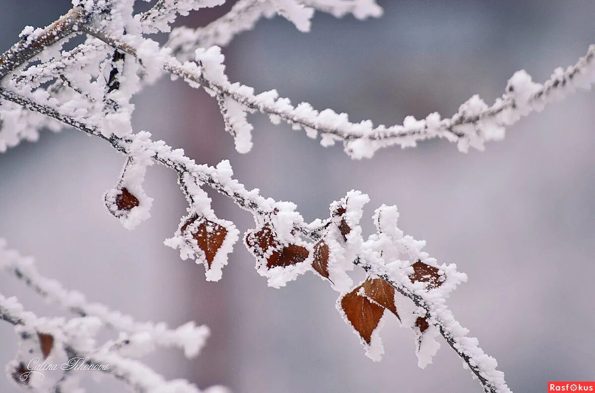 Зимняя ветка. Заснеженная ветка. Зимние ветки деревьев. Зима. Иней на деревьях.