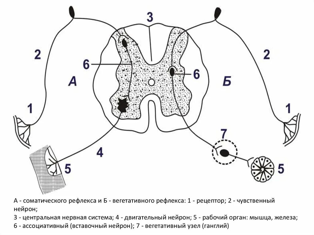 Изобразить схему рефлекторной дуги. Строение рефлекторной дуги. Рефлекторная дуга соматического и вегетативного рефлекса. Рефлекторная дуга соматического рефлекса. Строение соматической рефлекторной дуги.