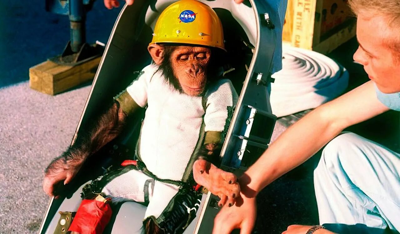 Первая обезьяна полетевшая в космос. Хэм первый шимпанзе-астронавт. Обезьяны в космосе. Хэм обезьяна космонавт.