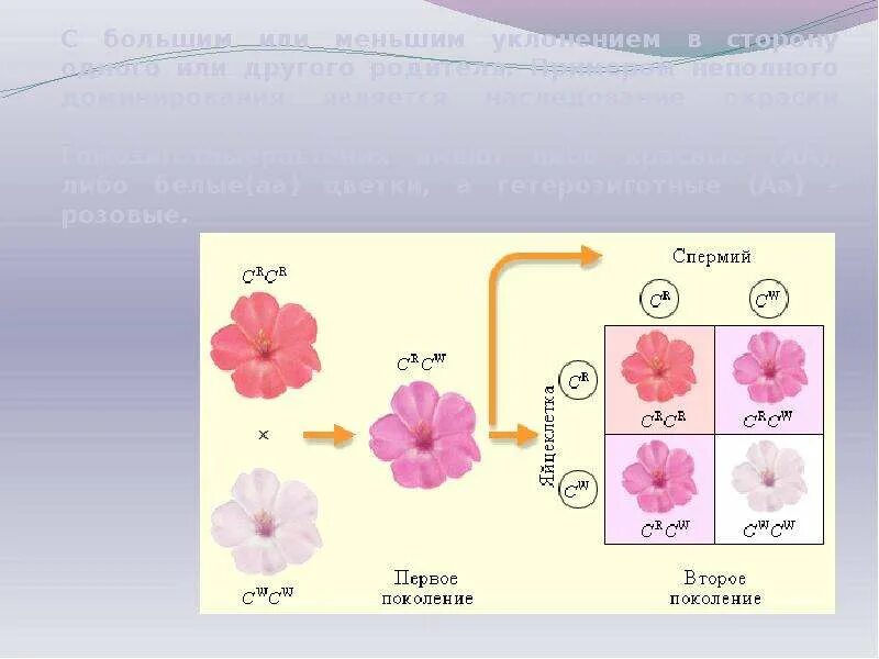 Полное доминирование расщепление по генотипу. Расщепление признаков при неполном доминировании. Закон расщепления при неполном доминировании. Закон неполного доминирования Менделя. Расщепление по фенотипу и генотипу при неполном доминировании.