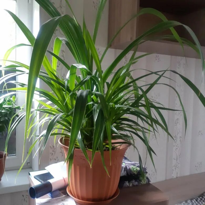 Древовидное растение панданус (Pandanus), которое еще именуют пандан, является ч