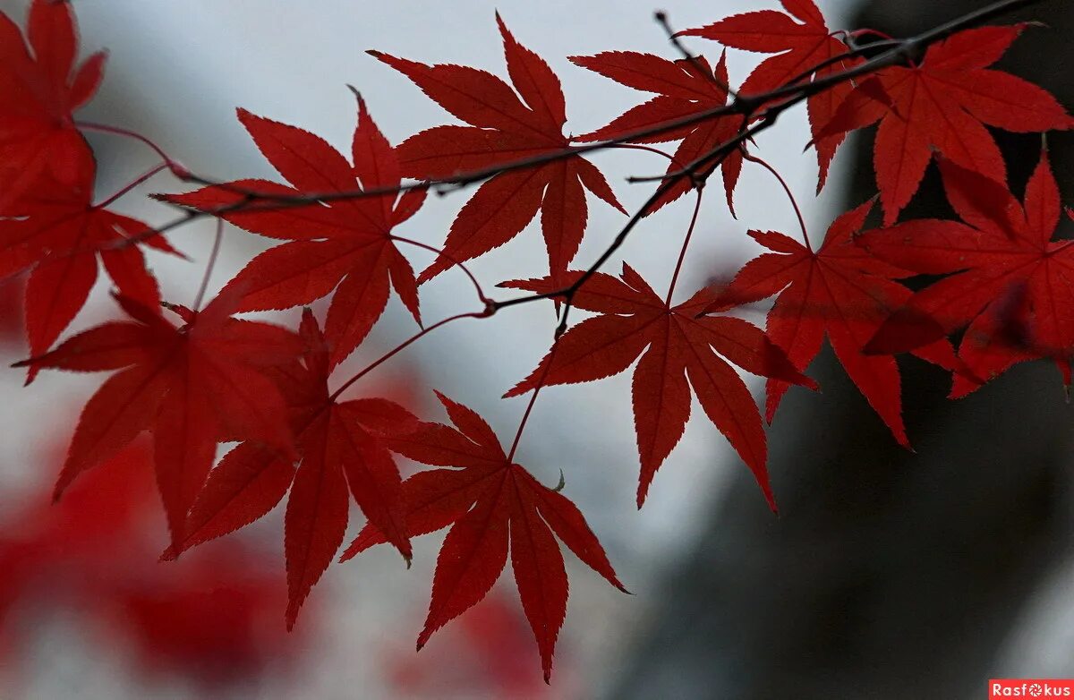 Листья клена Момидзи. Японские клены Момидзи. Красный клен Геншин. Клен с красными листьями.