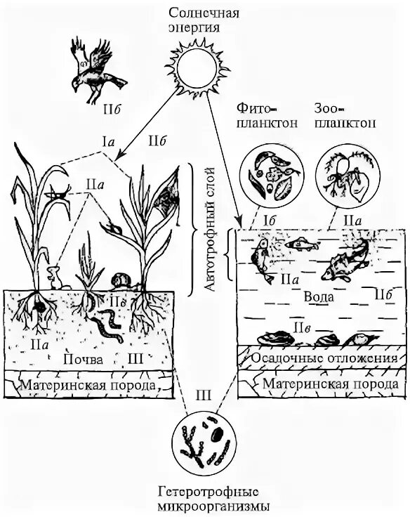 Плотоядные растения в круговороте веществ. Структура наземной и водной экосистем. Схема наземной и водной экосистемы. Сравнение водной и наземной экосистемы. Структура наземных и водных биогеоценозов.