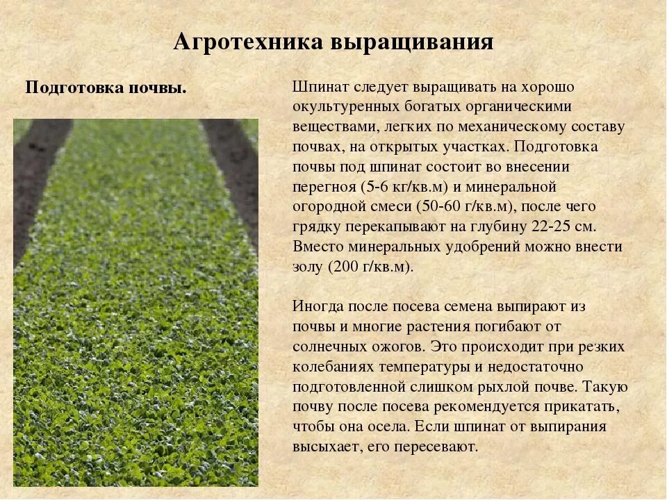 Почему культурные растения плохо растут на заболоченных