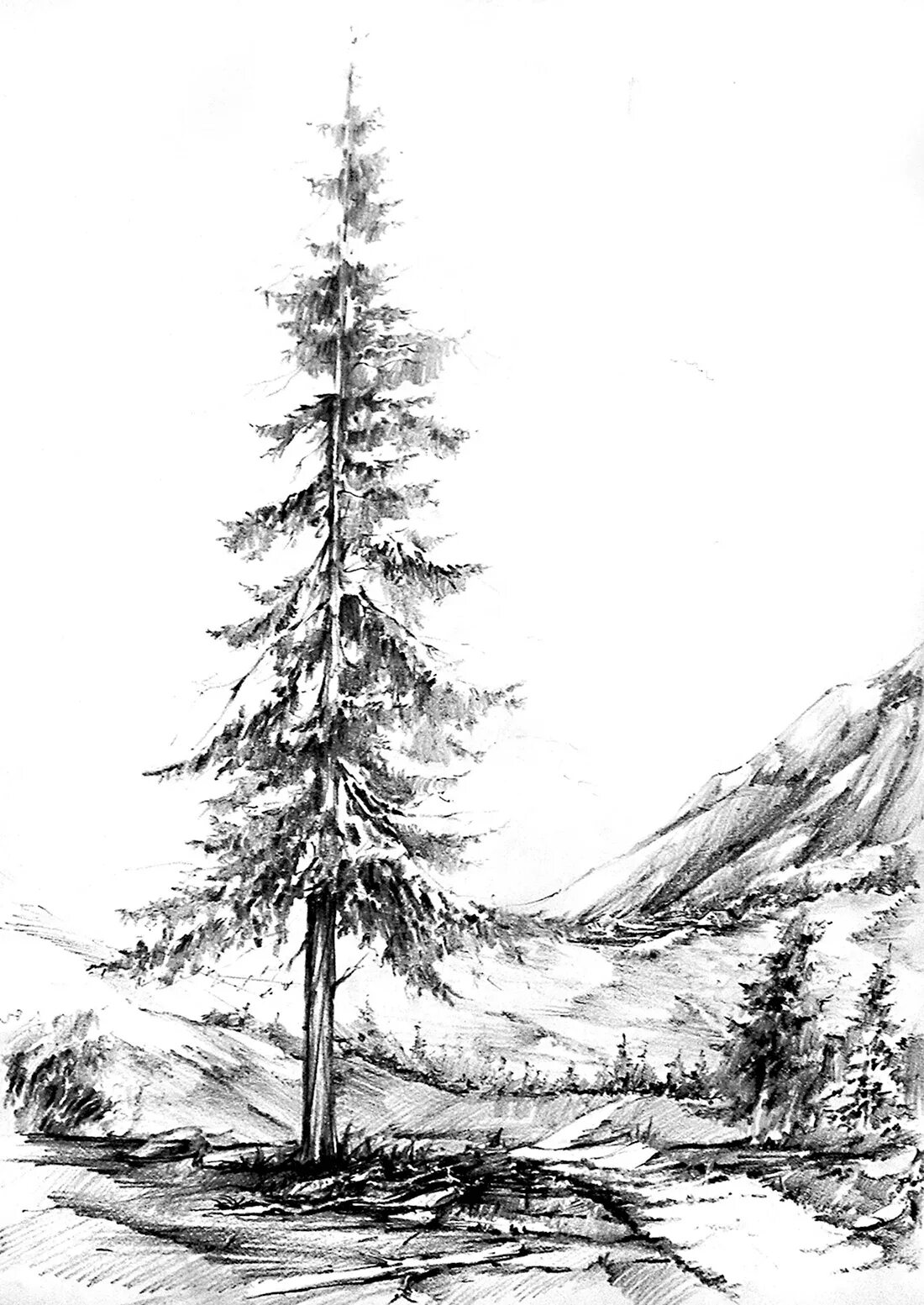 Тайга графика