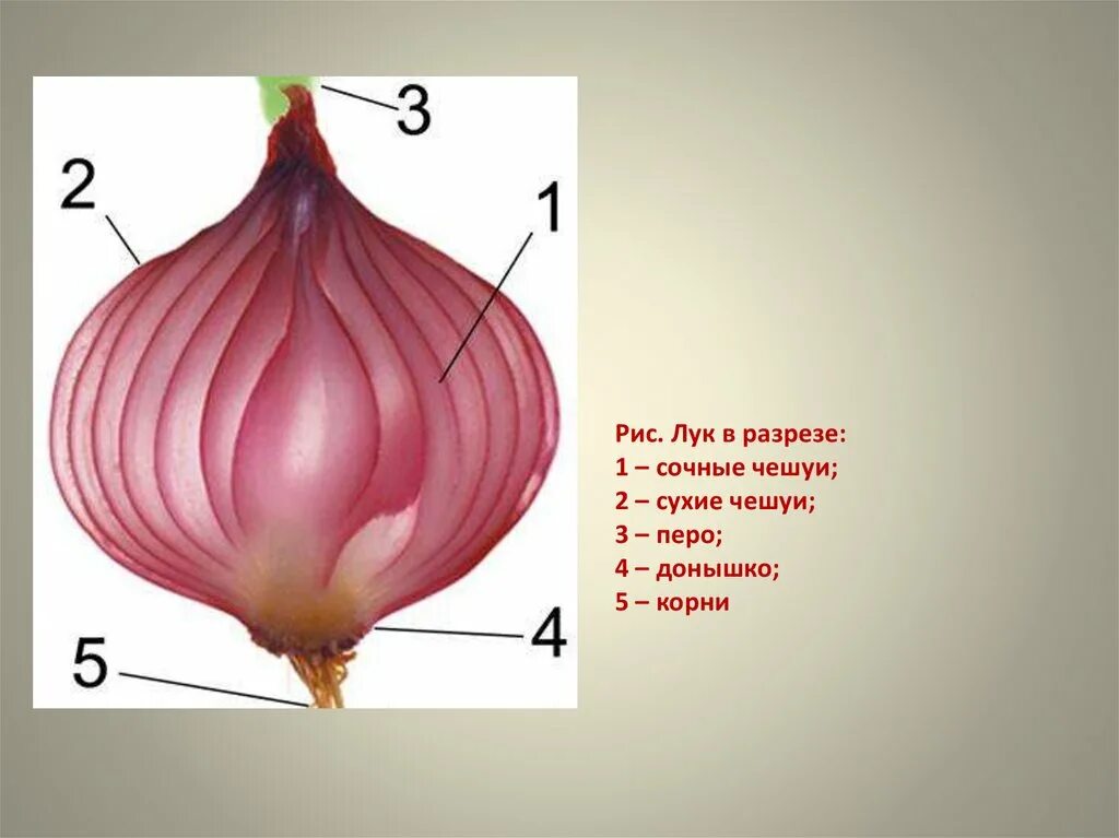 Луковица видоизменённый побег строение. Строение побега луковицы.