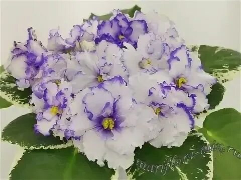 ВаТ-Холодное Сердце фото и описание сорта Фиалки online