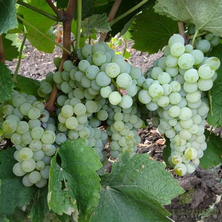 Виноград алекса. Виноград в ассортименте. Виноград неукрывной мариновский. Плавай сорт винограда. Сорт винограда элегант.