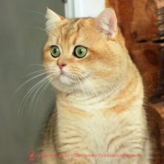 Золотая шиншилла сколько живут
