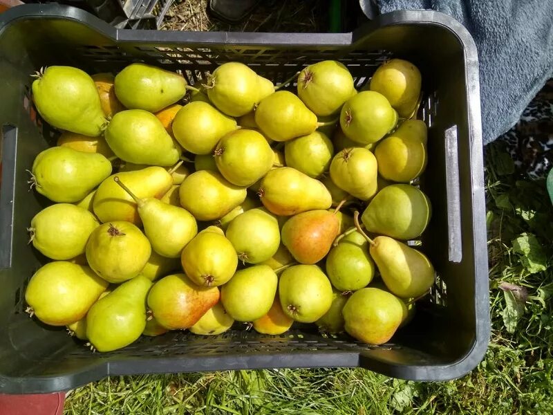 Загорьевская улица институт садоводства и питомниководства. Встисп. Институт садоводства в бирюлево. Институт садоводства в бирюлево продажа саженцев каталог. Яблоня бирюлево.