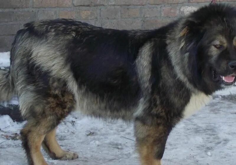 кавказская овчарка 140 кг. кавказская овчарка вес. питомник кавказских овчарок асеева. степная кавказская овчарка короткошёрстная. сибиряк кавказец москвич.
