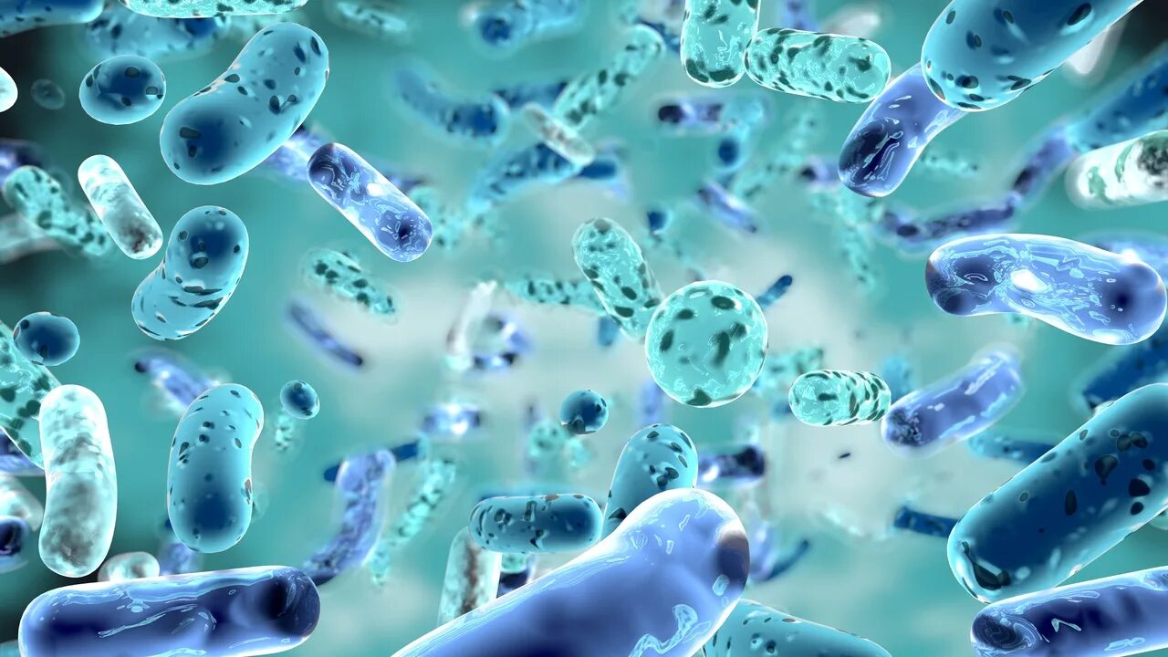 Antibiotic for bordetella
