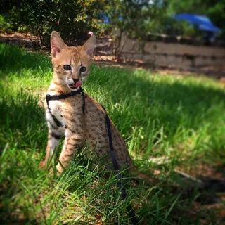 Savannah video