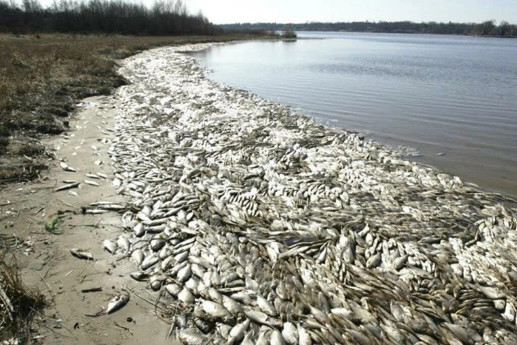 Аральское море рыба. Загрязнение водоемов. Мор рыбы в Астрахани. Почему россия гибнет