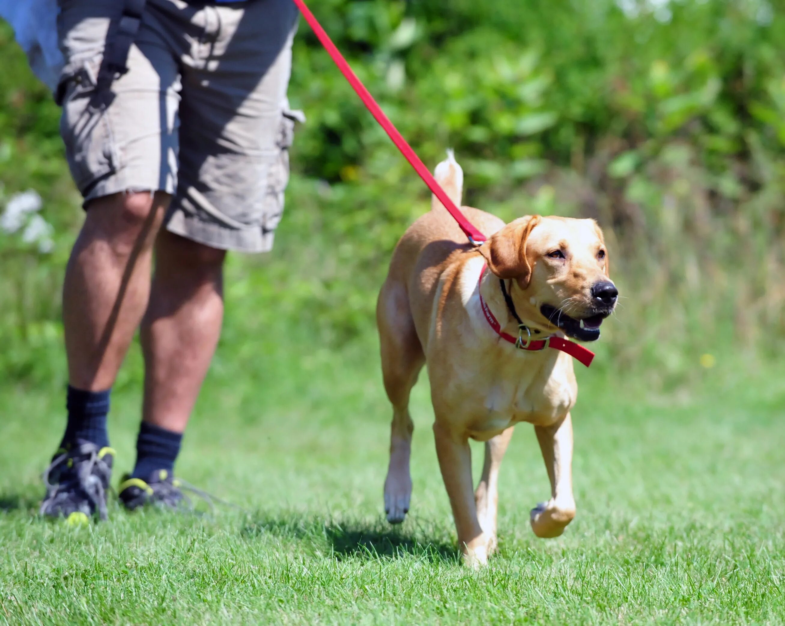 Training Dog Leash. Lead the Dog. PETTECH. Dog Training Collar.