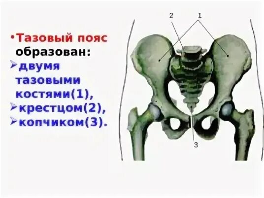 Кости нижних конечностей крестец