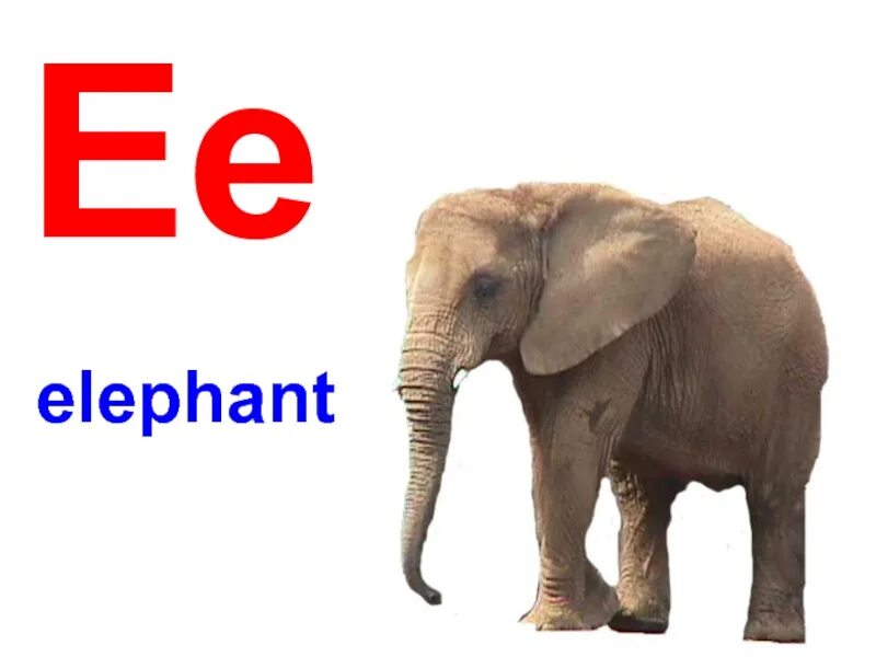 Ee Elephant. Следующее слово слон. Ee Eddy Elephant. Elephant Спонсор.