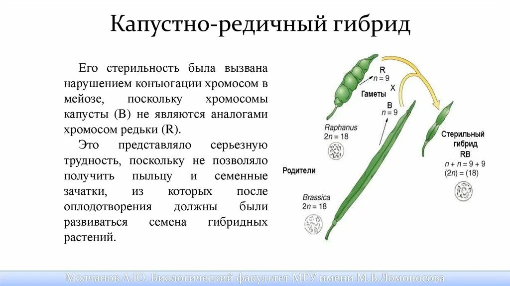 Капустно редечный гибрид. +капустно-редичный гибрид. стерильность гибридов. капустно редичные плоды. сколько хромосом у редьки.