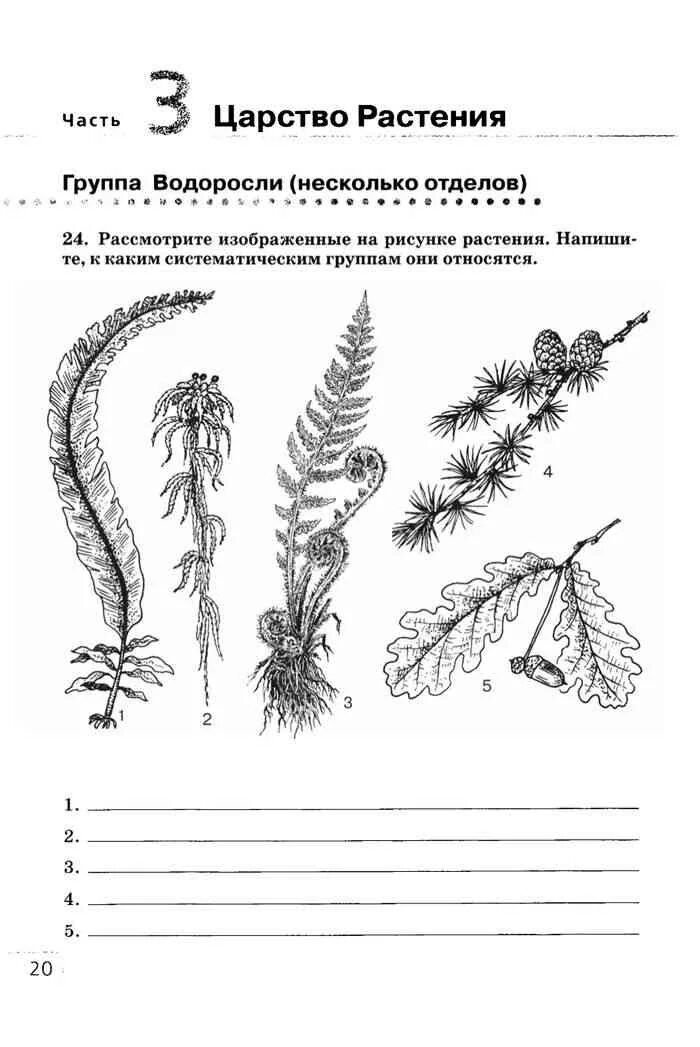 Биология 7кл Сонин Захаров отдел Папоротниковидные. Группы водорослей. Рассмотрите изображенные  на рисунке на рисунке растения. Домашнее задание по биологии растения.