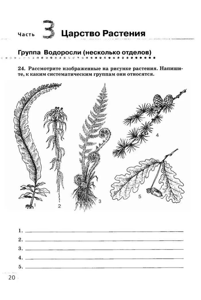 Тест водоросли 6 класс. Биология 7кл Сонин Захаров отдел Папоротниковидные. Группы водорослей. Рассмотрите изображенные  на рисунке на рисунке растения. Домашнее задание по биологии растения.