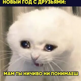 Плачущий кот мем