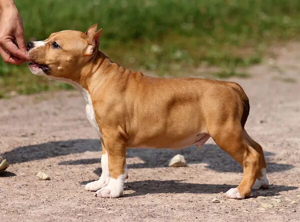 американский стаффордширский терьер с купированием. американский стаффордширский терьер щенок. стаффордширский терьер некупированный. стафф некупированный. стаффордширский терьер некупированный.