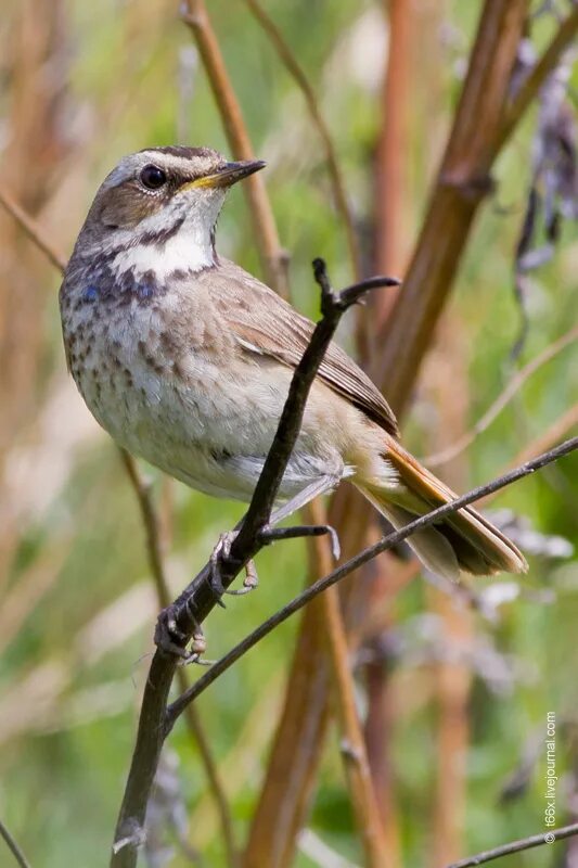 Лесные птицы урала. Пеночка южный урал. Лесные птицы челябинской области. Крупные птицы челябинской области. Сойка челябинска птица.