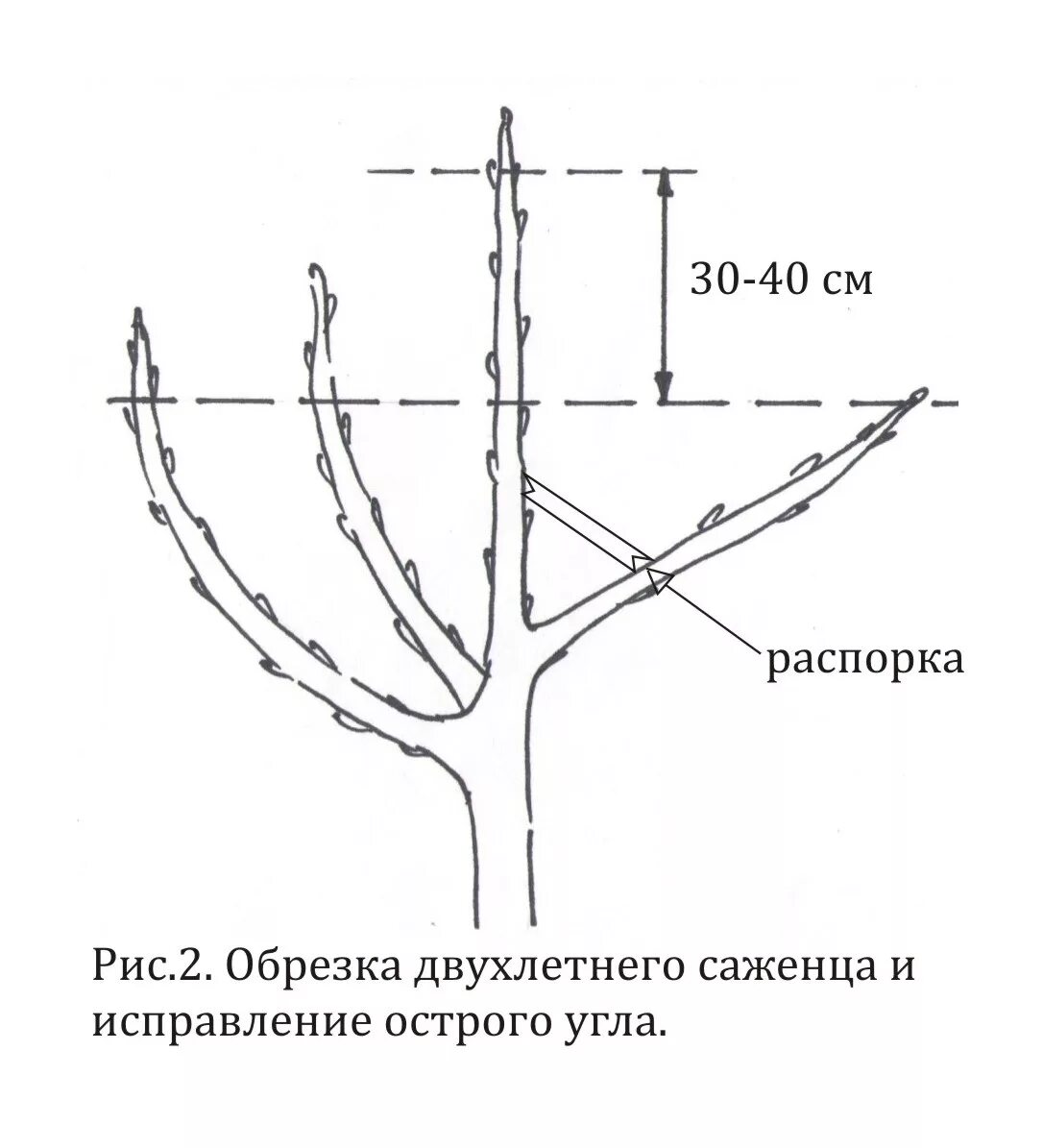 До какого времени можно обрезать деревья весной