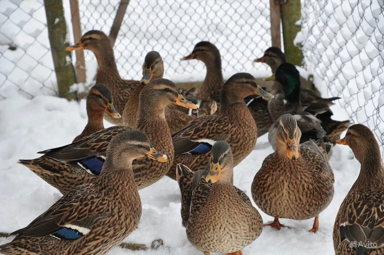 Селезень подсадной утки. Чубарая семеновская подсадная. Селезень с подсадной уткой. Вызаривание подсадной утки. Авито подсадная утка.