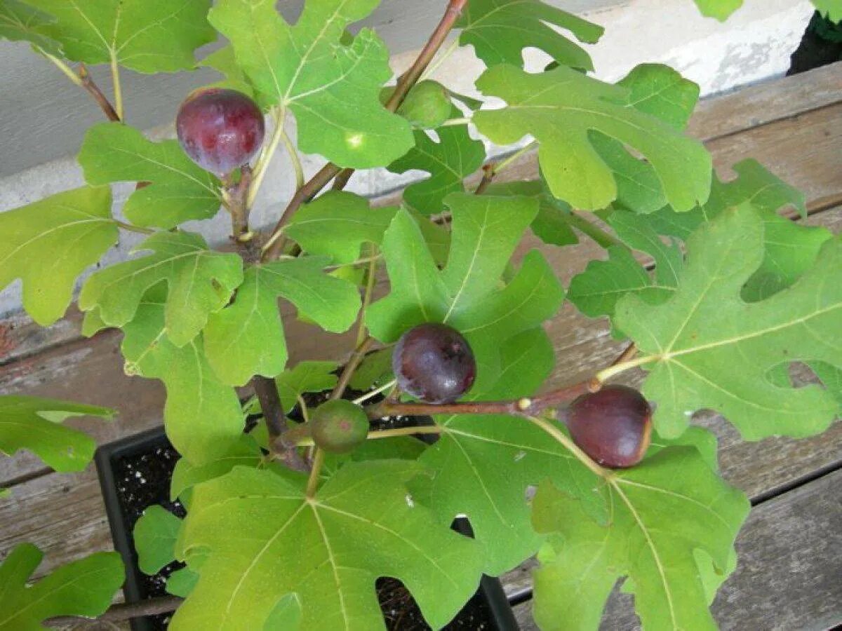 Инжир фиговое дерево комнатный. Инжир комнатный брунсвик. Инжир комнатный темноплодный. Фикус смоковница карика инжир. Инжир комнатный плодоносящий.