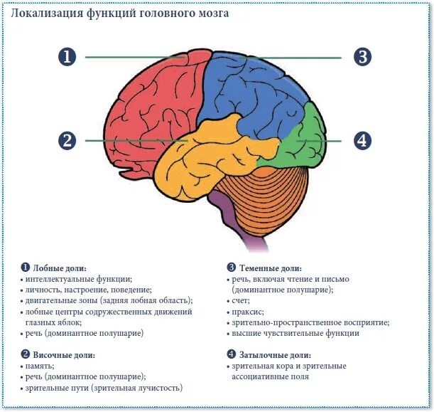 Функции отделов больших полушарий головного мозга. Доли головного мозга когнитивные функции. мозговая локализация высших психических функций. локализация психических функций в головном мозге. локализация высших психических функций в коре головного мозга.