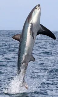 Thresher shark