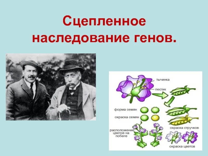 Сцепленное наследование презентация 10 класс профильный уровень. Сцепленное наследование генов. гены наследуются сцеплено. сцепленные гены это гены.