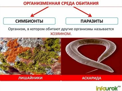 Организменная среда животные примеры
