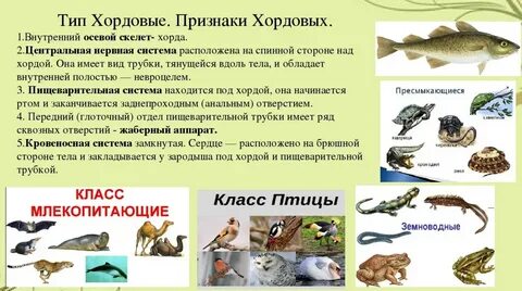По каким признакам млекопитающих относят к хордовым