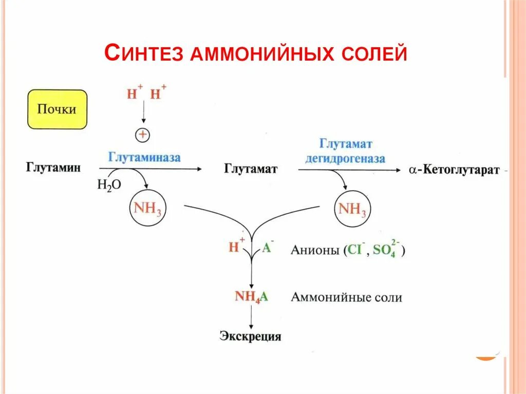 Синтез мочи. Образование солей аммония из глутамина. Распад глутамина в почках. Глутаминаза почек образование и выведение солей аммония. Образование и выведение солей аммония почками.