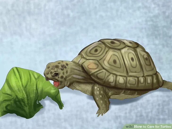 Turtle fd