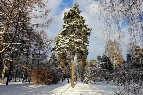 Погода на сегодня сосновка