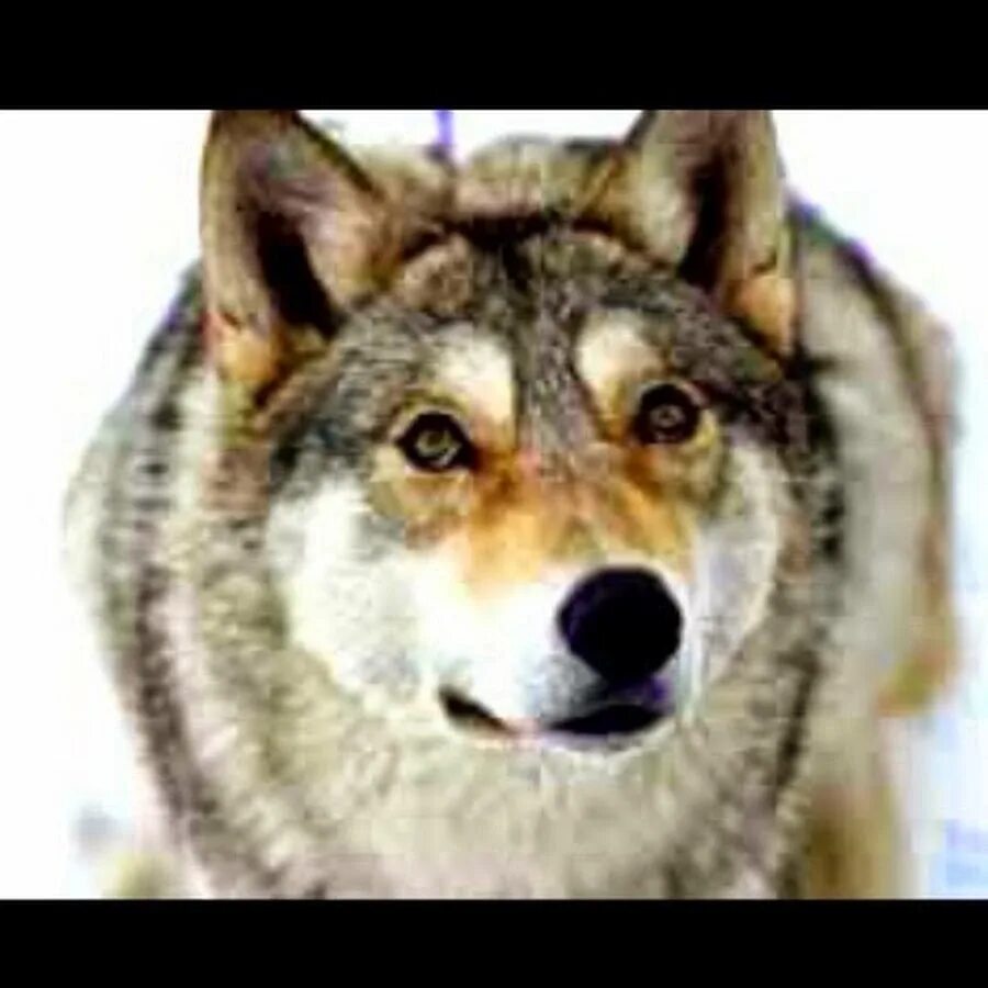 Волк и волчица. Тотемный шаманский волк. Что означает волчица. Волк символ одиночества. Славянский гороскоп по годам.